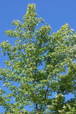 Acer saccharinum - javor stříbrný - vrchol stromu (53)